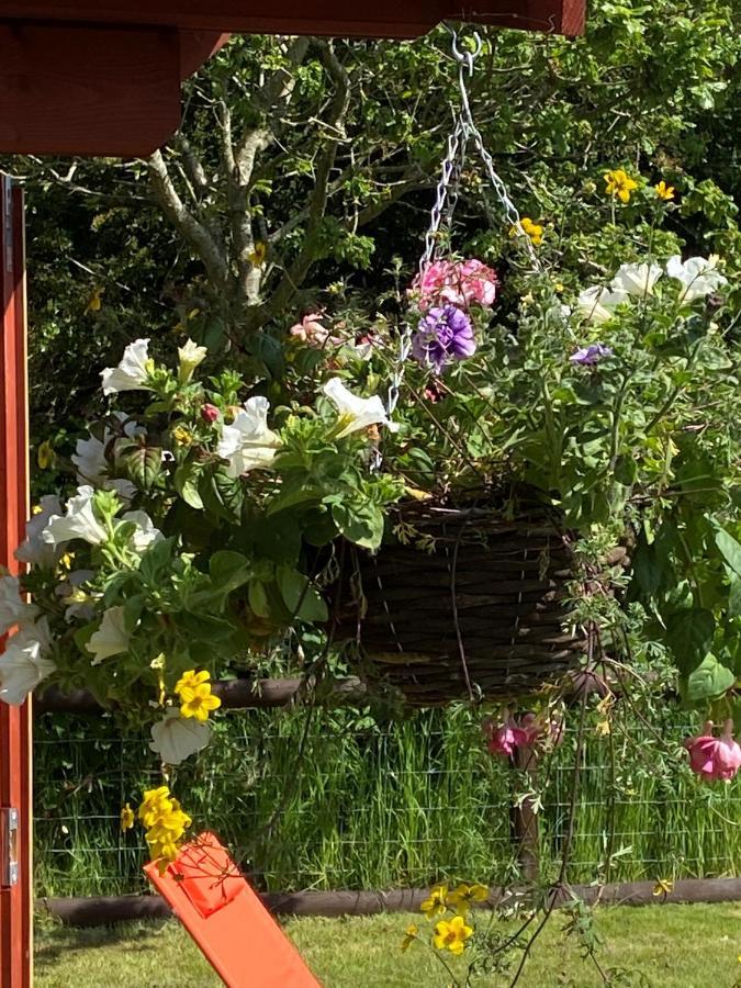 Primrose * Dorchester